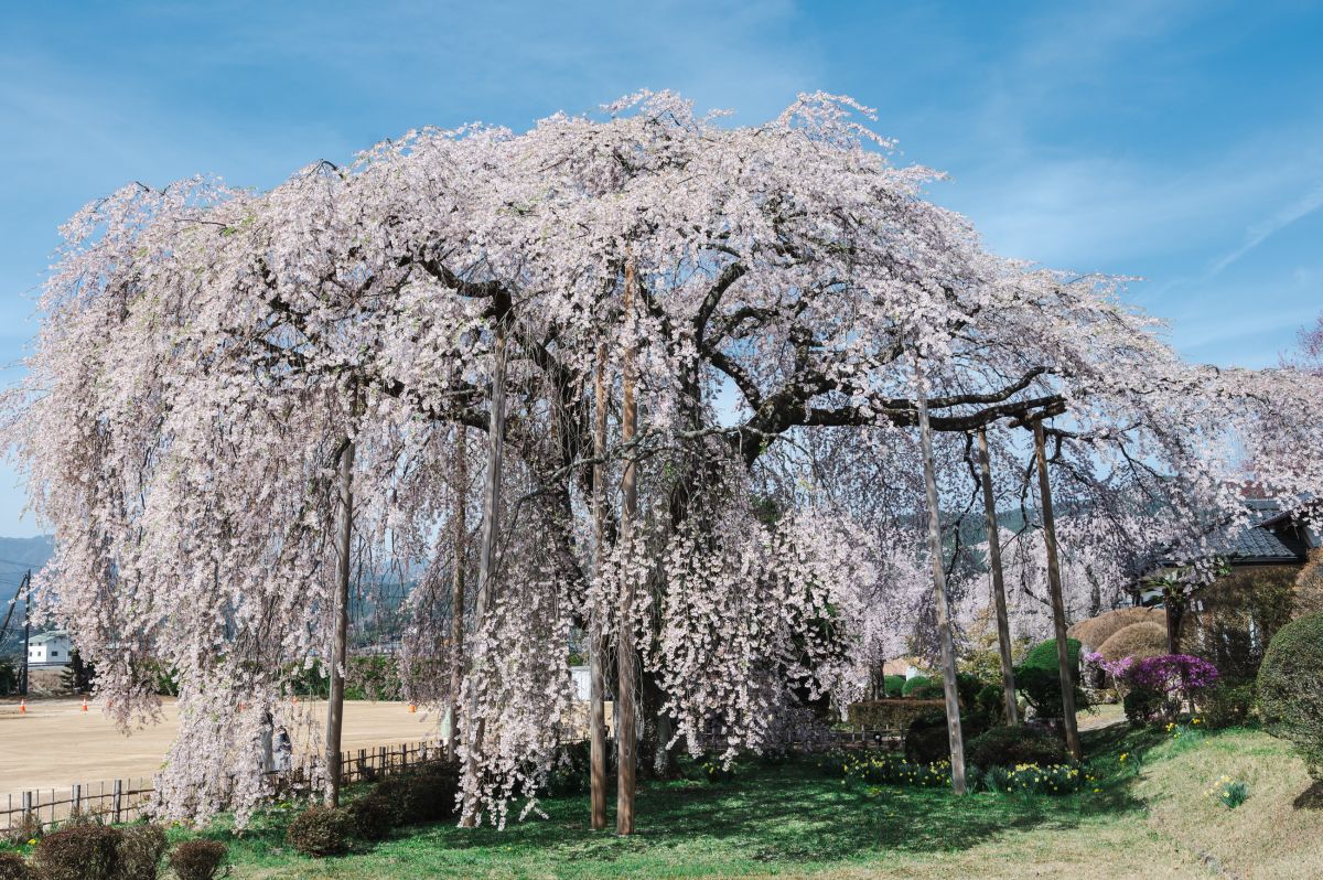 南信州の桜旅　杵原学校